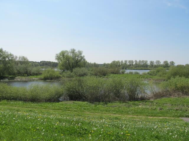 Die Elbtal-Auen