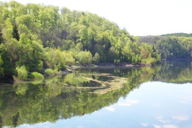 Jetzt im Frühsommer zeichnen die Pollen der Nadelbäume Muster auf die Wasseroberfläche.