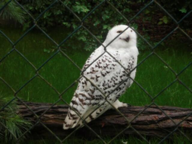 Schneeeule im Zoo Duisburg