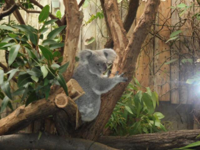 Koala im Zoo Duisburg