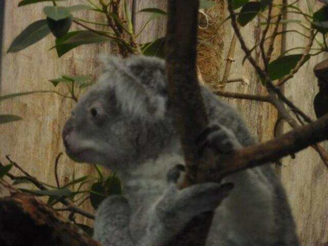 Koala im Zoo Duisburg