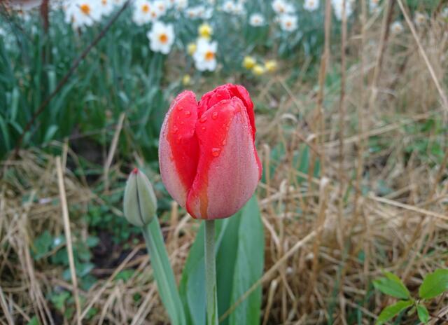 Tulpe mit Wasserperlenschmuck