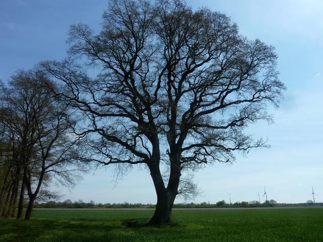 Schöner Solitärbaum