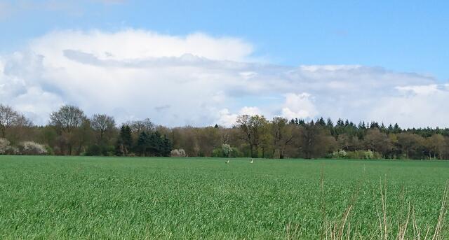 Das Kranichpaar