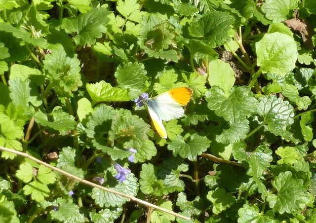 Hübscher Schmetterling