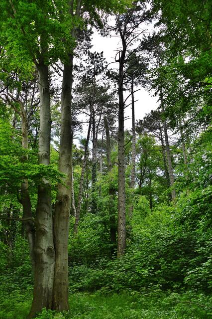 21.05.2017 © AW Der Wald auf dem Süllberg ist ausgesprochen "urig"...