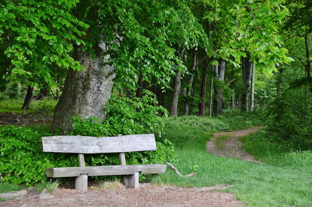 21.05.2017 © AW An den Waldrändern gibt es insgesamt 3 Bänke mit einer schönen Aussicht