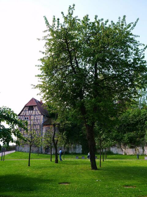 Der OBSTGARTEN vom "Alten Schloß"