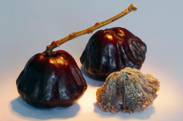 Essbare Früchte mit steinähnlichem Samen