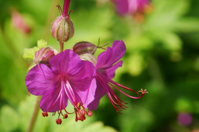 Blüten des Storchenschnabels