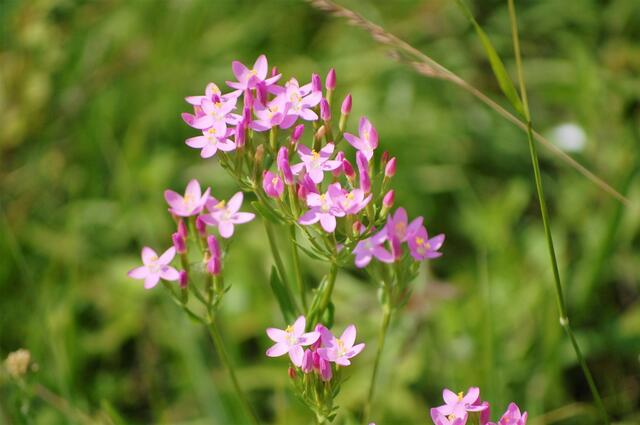 Wildblumen