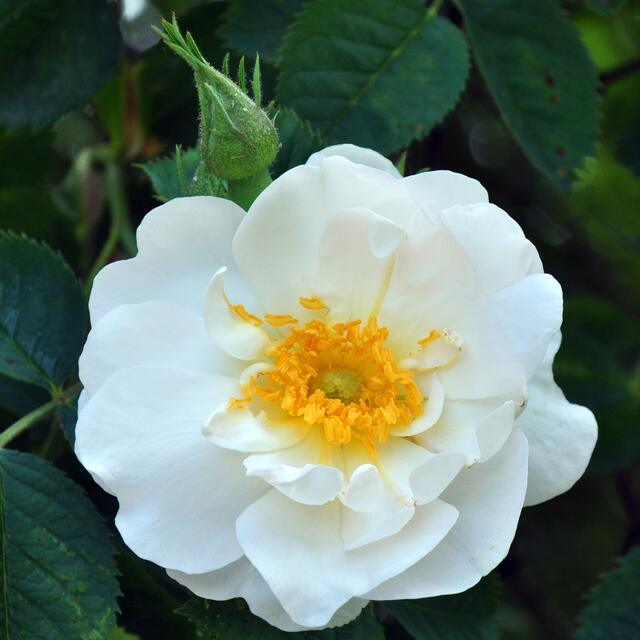 Strauchrose 'Semiplena'