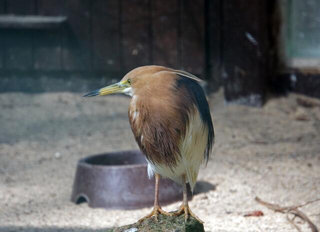 im Welt-Vogelpark Walsrode
