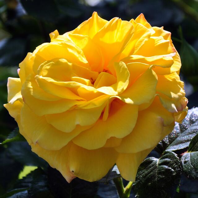Strauchrose 'Lichtkönigin Lucia'