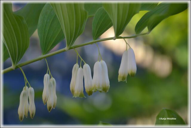 Der Vielblütige Weißwurz (Polygonatum multiflorum) wird auch Salomonssiegel genannt (Foto: Katja Woidtke)