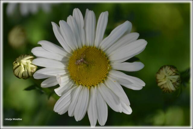 Typisch für die Wiesen-Margerite (Leucanthemum vulgare) ist ihr körbchenförmiger Blütenstand (Foto: Katja Woidtke)