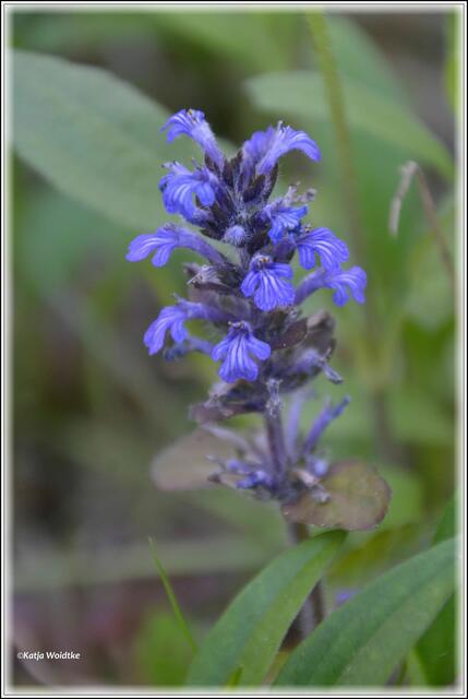 Kriechender Günsel (Ajuga reptans) (Foto: Katja Woidtke)