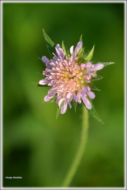 Die Acker-Witwenblume (Knautia arvensis) gehört zur Familie der Kardengewächse (Foto: Katja Woidtke)