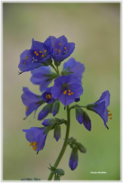 Die Jakobsleiter (Polemonium) wird auch Himmelsleiter oder Sperrkraut genannt (Foto: Katja Woidtke)