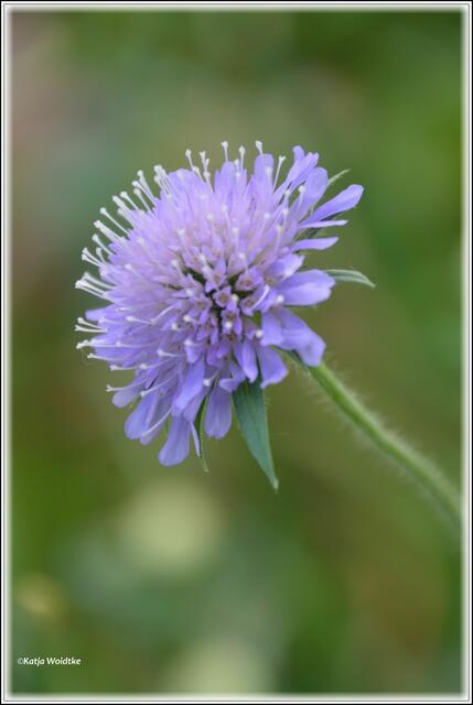Acker-Witwenblume (Knautia arvensis) (Foto: Katja Woidtke)