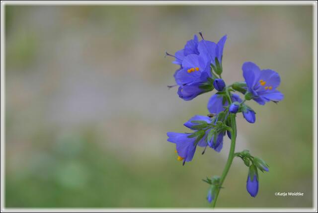 Die Jakobsleiter blüht von Mai bis Juli und ist eine hübsche Bereicherung in den Blumenbeeten eines naturnahen Gartens (Foto: Katja Woidtke)