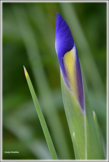 Die Iris (hier kurz vor dem Erblühen) ist eine prächtige Staude im Blumenbeet, die gerne von Hummeln angeflogen wird (Foto: Katja Woidtke)