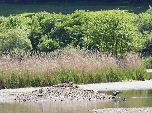 und stieg wieder in die Luft - diesmal über den aufgeregten Nilgänsen und ihren 7 Gösseln - auf diesem Hügel im Wasser