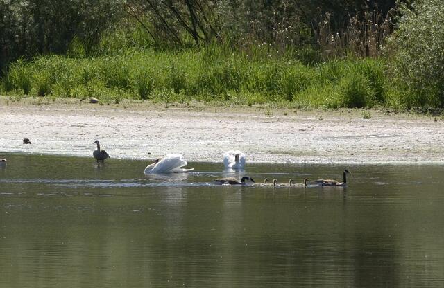 Gänsefamily paddelt in Formation weiter ihrem Ziel entgegen