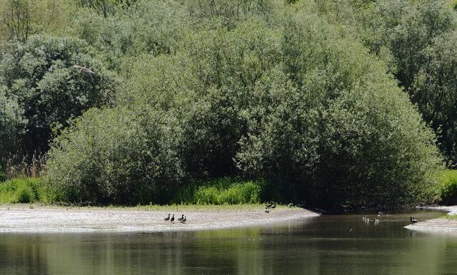 ein Mäusebussard  (links oben) zieht seine Kreise über dem Teich, alle - Enten, Gänse, Teichhühner und auch die die ich nicht benennen kann - sind  in erhöhter Aufmerksamkeit