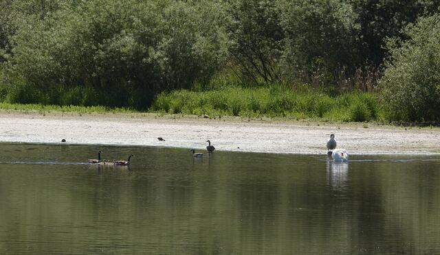 da sind aber die Schwäne in der 'Fahrrinne'...................