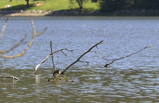 Auf dem Heimweg schaute ich nochmal nach den brütenden Haubentauchern am Einlass des Twistesees - das Nest schwimmt dort einige Meter vor dem Ufer - und auch da war grade Alarm. Ein Boot mit neugierigen (dummen) Menschen war dicht an das Nest gefahren und die Haubentaucher hatten ihren Nistplatz verlassen. Als ich am Ufer mit der Kamera erschien drehte das Boot ab - kurz danach kletterte einer der Vögel  wieder auf seinen Platz, ordnete sorgsam die Unterlage und ließ sich vorsichtig auf das Gelege nieder