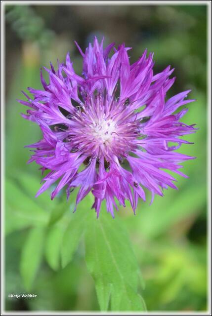 Flockenblume (Centaurea) (Foto: Katja Woidtke)