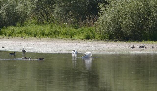 Alarm.......... Schwan plustert sich drohend auf und Kanadagänse-Eltern paddeln mit geduckter, angriffslustiger Haltung direkt auf den Schwan zu -  sie lassen sich nicht einschüchtern