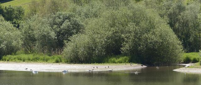 alles hat sich wieder beruhigt , ruhen am Ufer oder  gründeln vor sich hin.....