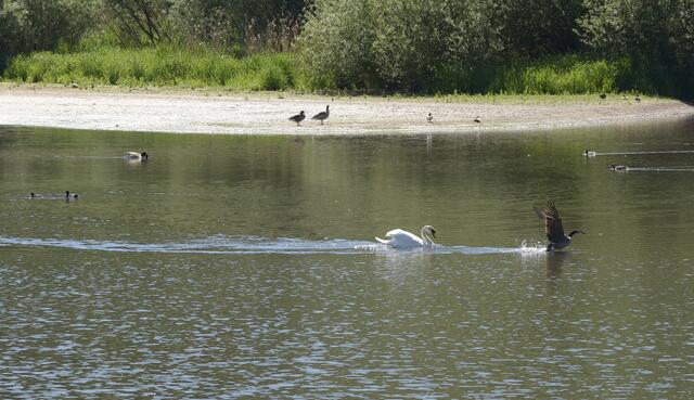 der Schwan ist heute wieder 'etwas' auf Krawall gebürstet und möchte alle (hier Kanada-) Gänse und Enten aus seinem Herrschaftsbereich verjagen