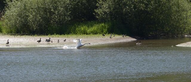 Nein...............dem Schwan gefällt es überhaupt nicht, wie selbstverständlich andere Mitbewohner des Teiches sich hier 'breitmachen'