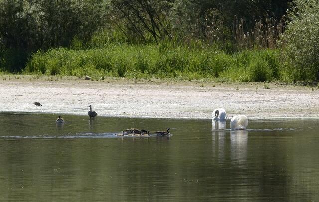 sicher schimpfen die Gänse heftig mit den Schwänen - ich habe es leider nicht gehört - und der Schwan wendet sich ab...............