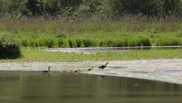 .....im Gänsemarsch an Land - Mama und Nr. 1 ..........