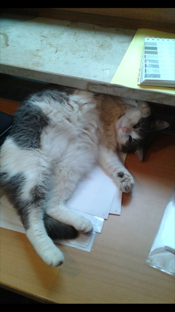 Nici (vermißt)