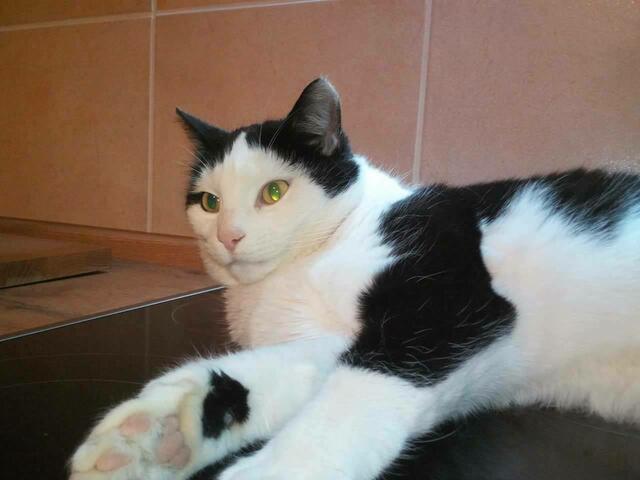 Oskar (vermißt)