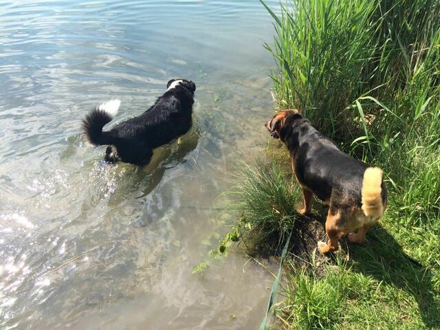 Sammy und Bella