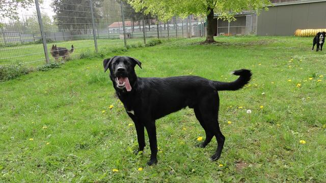Balu