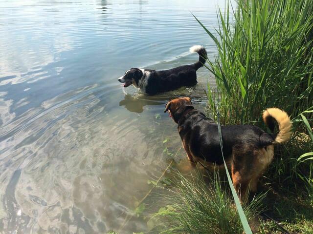 Sammy und Bella