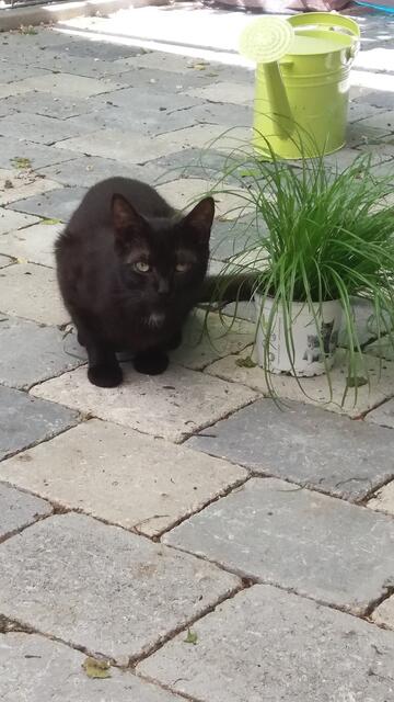 Olli