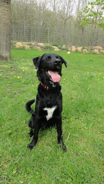Balu