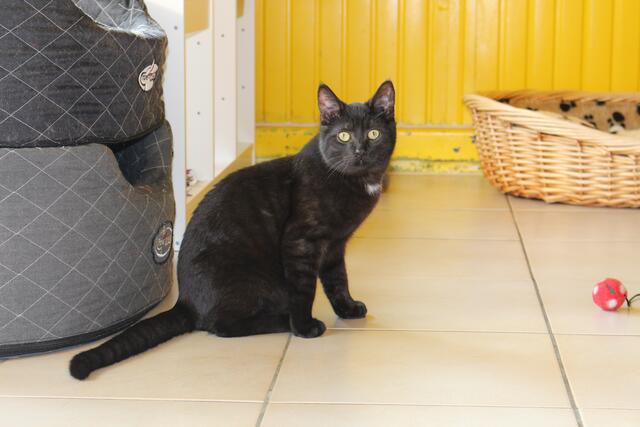 Olli