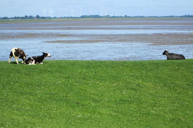 Dammschafe bei der Arbeit am Jadebusen.