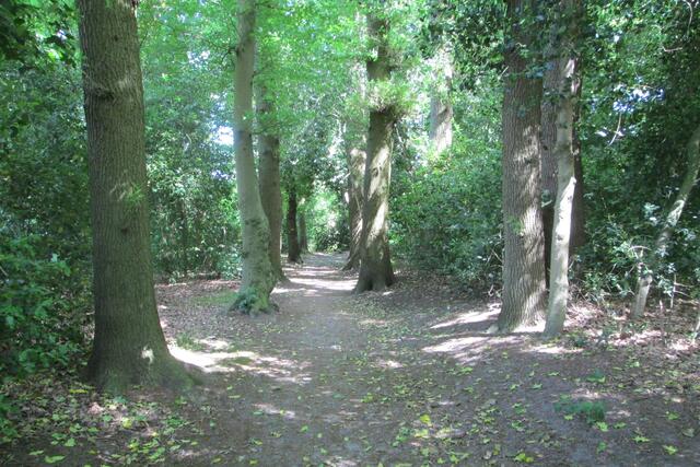 Eine Baumallee am ufernahen Wanderweg.