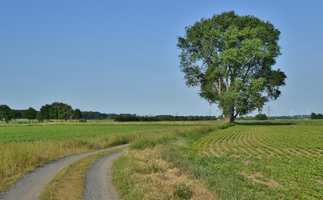 02.06.2017 © AW Einer von Andrea's Lieblingsbäumen (schon oft gezeigt)