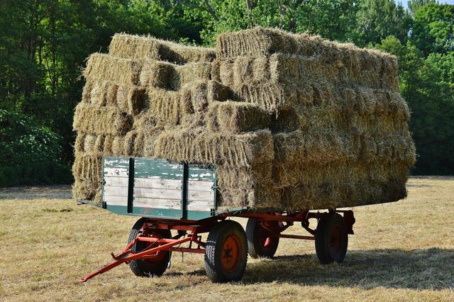 02.06.2017 © AW In den Fünfzigern in der Pfalz durften wir als Kinder da oben drauf mitfahren. Da war das Heu aber noch nicht so "verpackt" wie heute, sondern lose aufgeschichtet